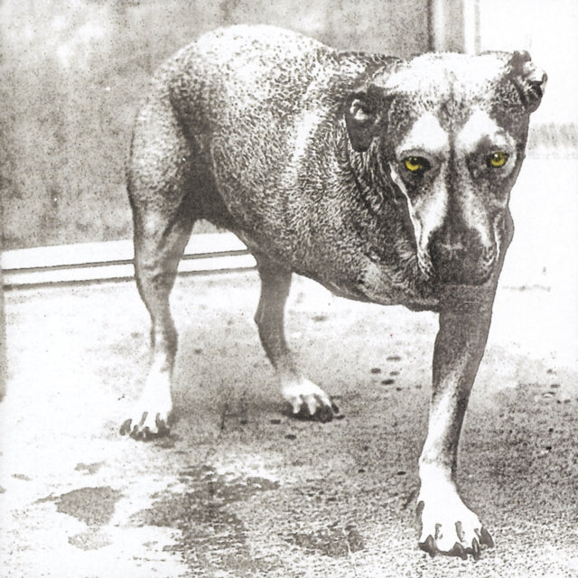 Dirt & Jar Of Flies & Essential Alice In Chains & Nothing Safe: Best Of The Box & Facelift & Alice In Chains