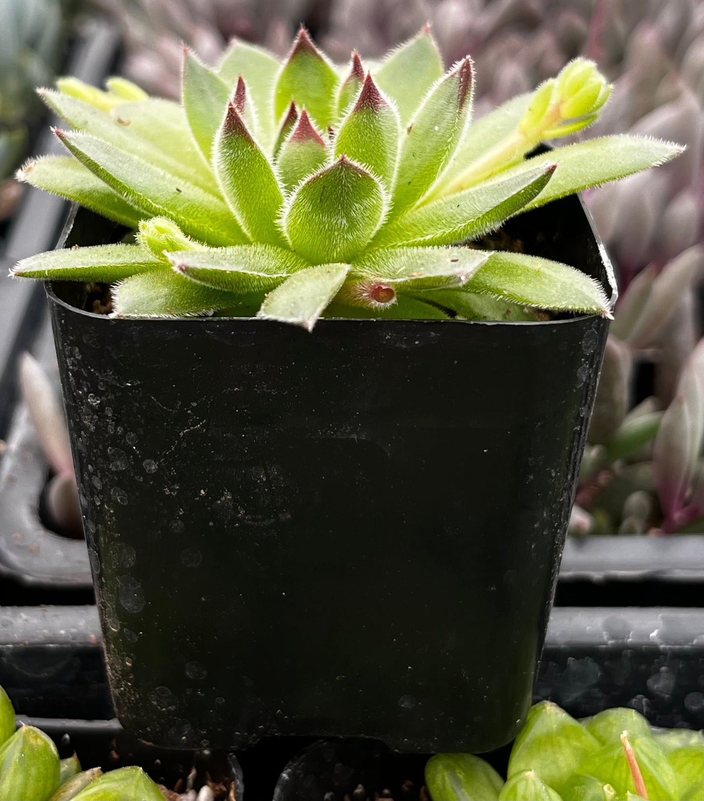 Sempervivum Spring Beauty