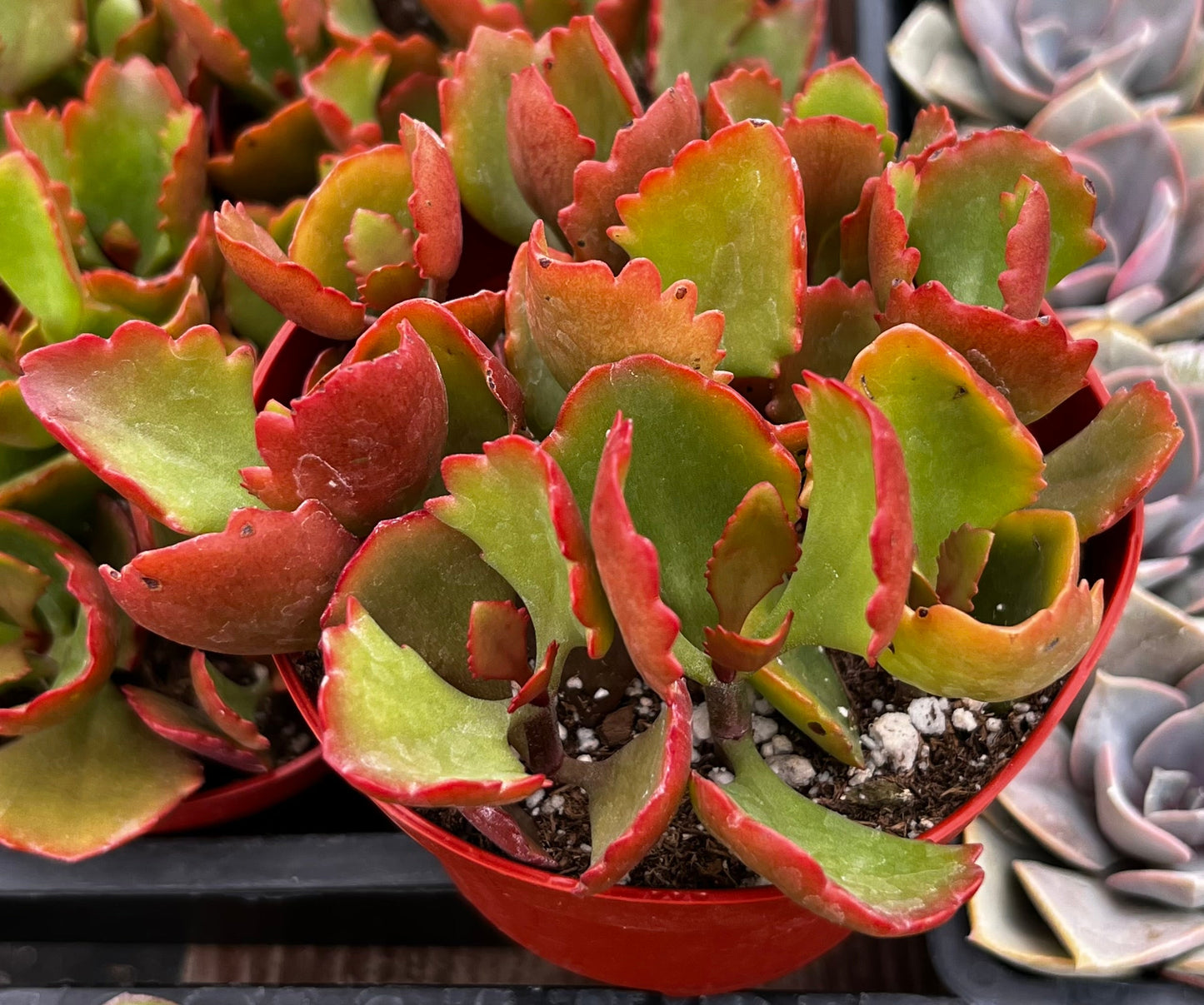 Kalanchoe Longiflora