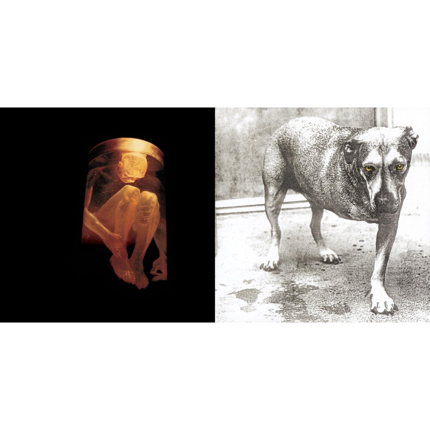 Nothing Safe: Best Of The Box & Alice In Chains