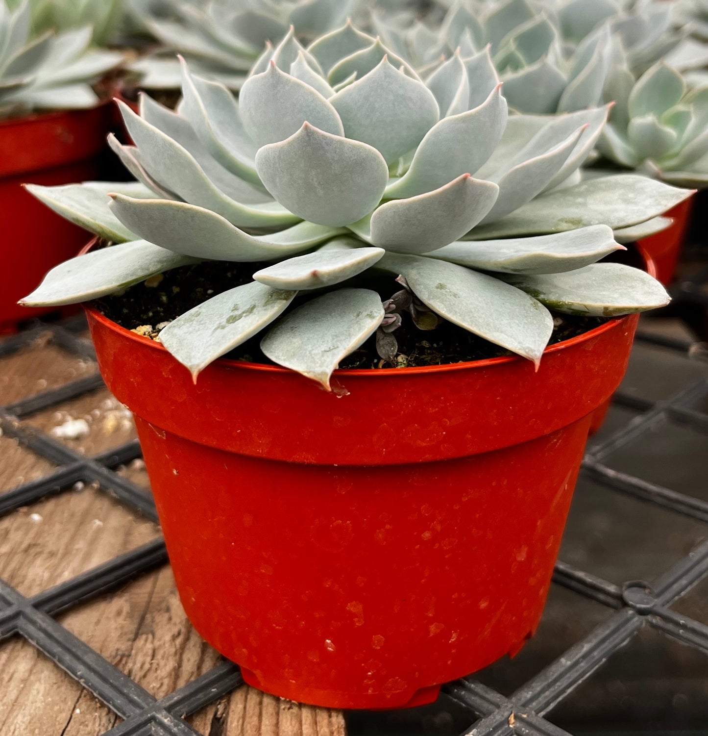 Echeveria Subsessilis
