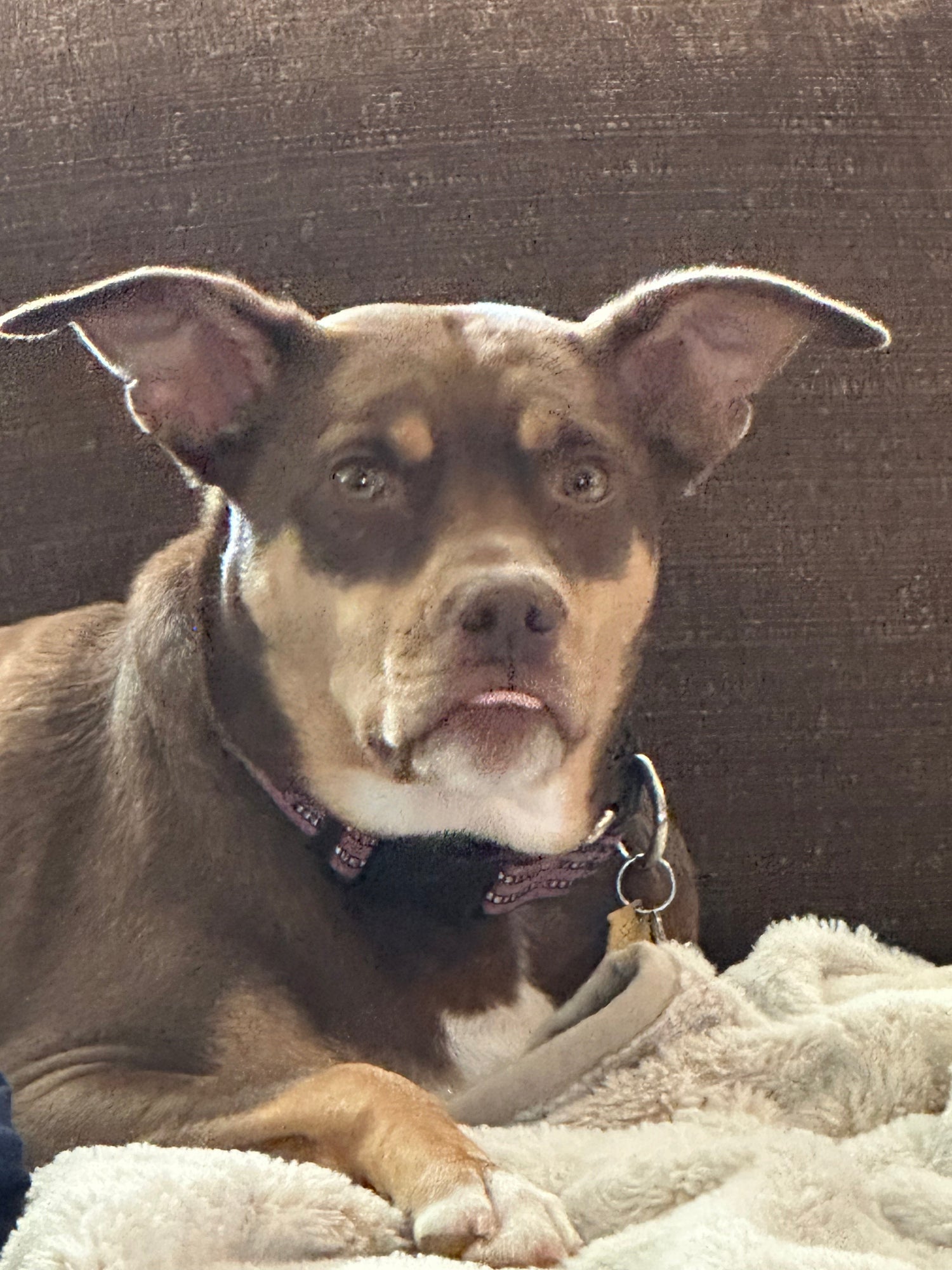 Primo's Pet Supplies