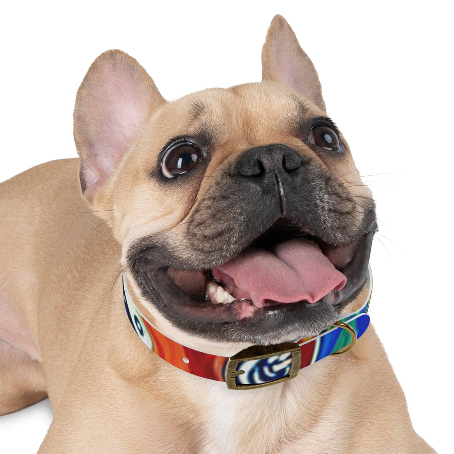 Les Paul Colors Dog Collar - 4 Sizes - Lizard Vigilante