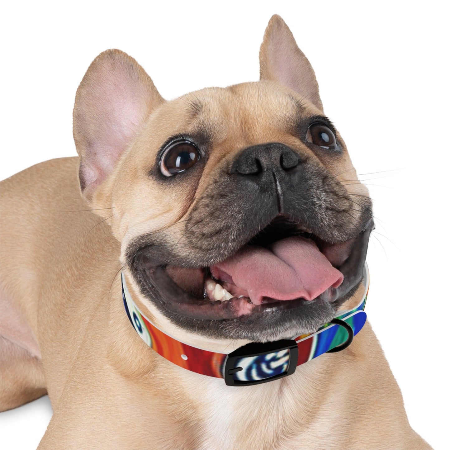 Les Paul Colors Dog Collar - 4 Sizes - Lizard Vigilante