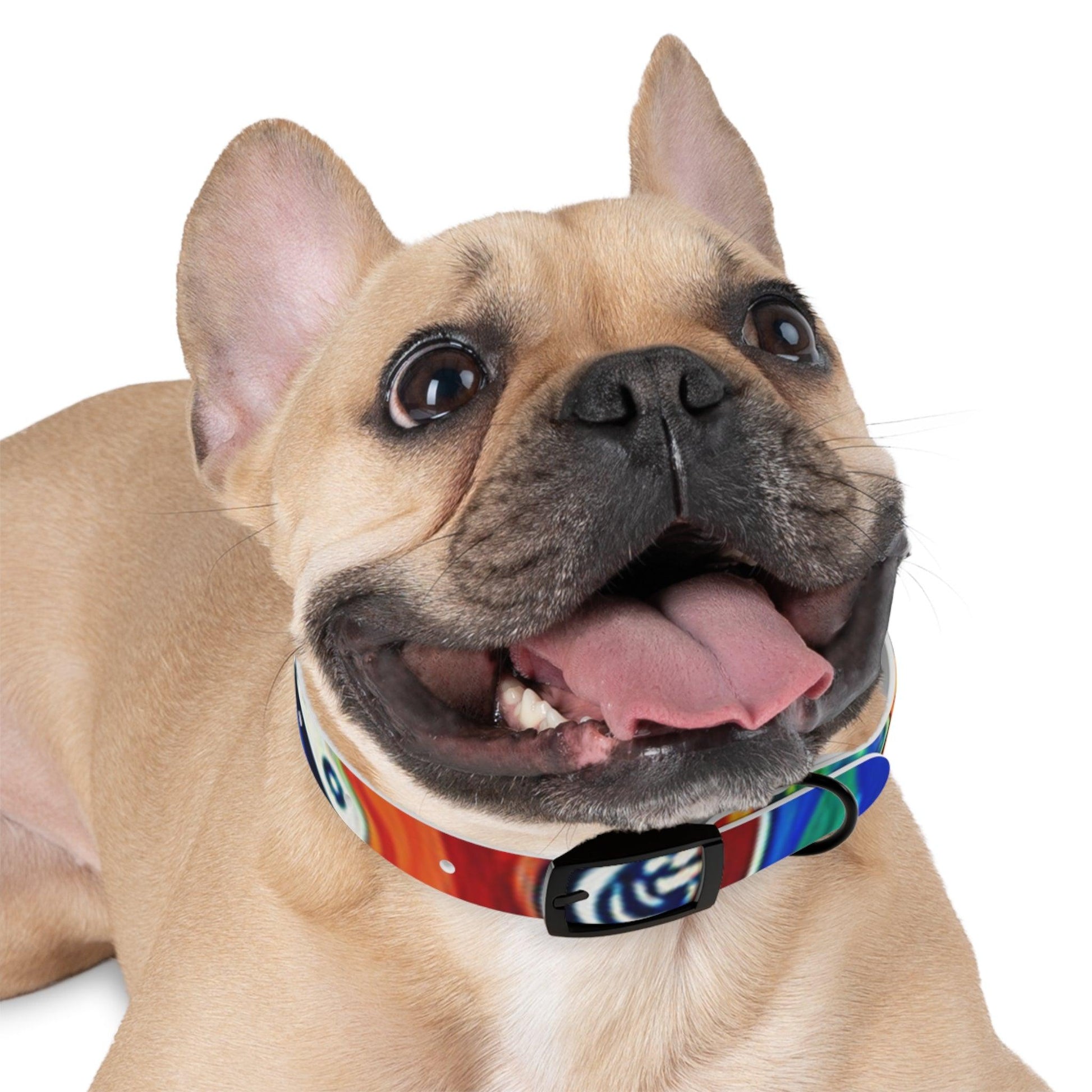 Les Paul Colors Dog Collar - 4 Sizes - Lizard Vigilante