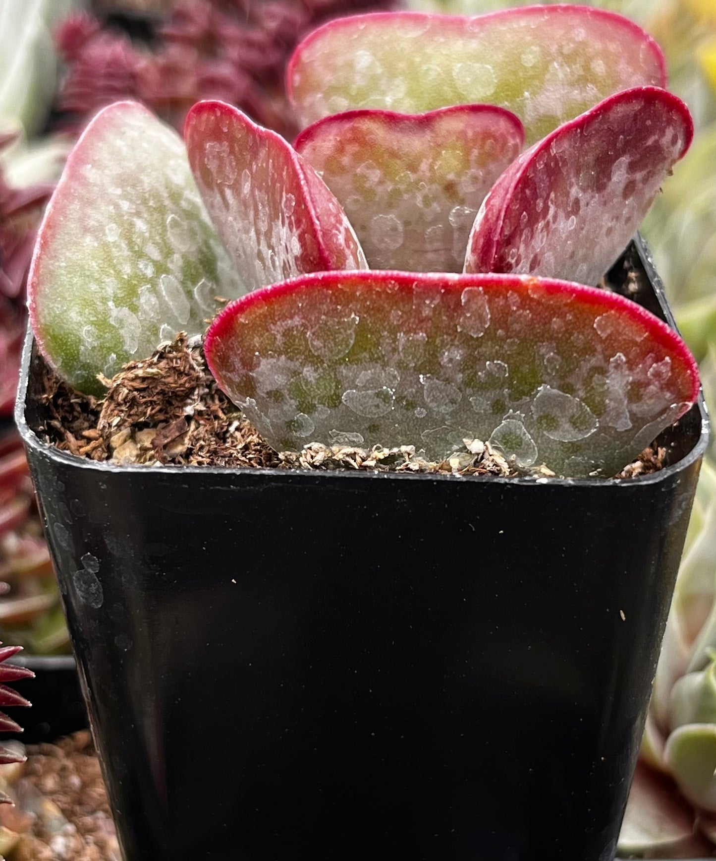 Adromischus Triflorus Calico Hearts