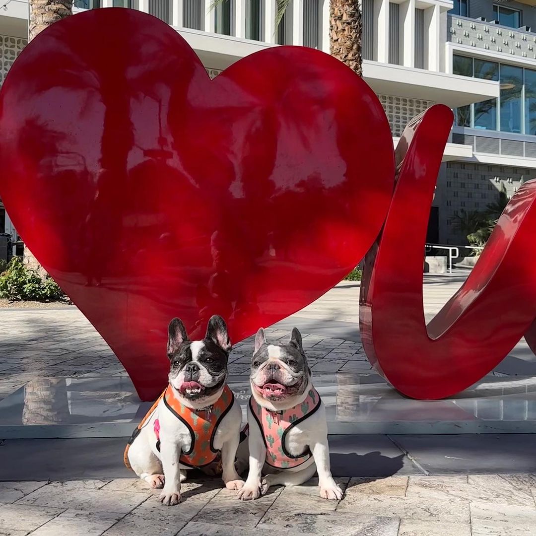 Succa For You Desert Outlaw Reversible Harness