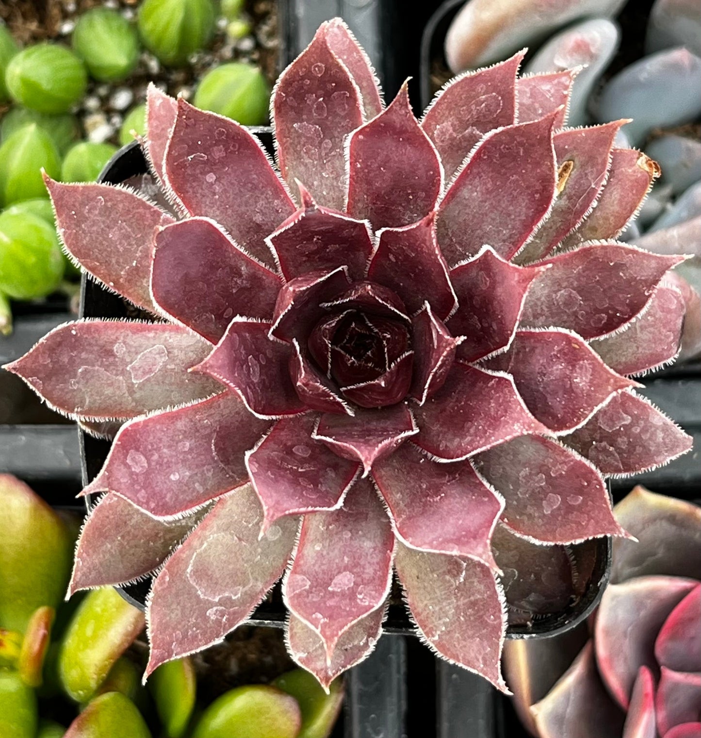 Sempervivum Red Lion