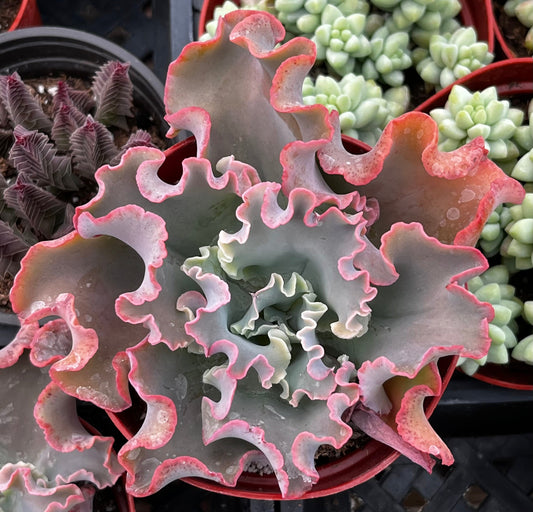 Echeveria Blue Curls