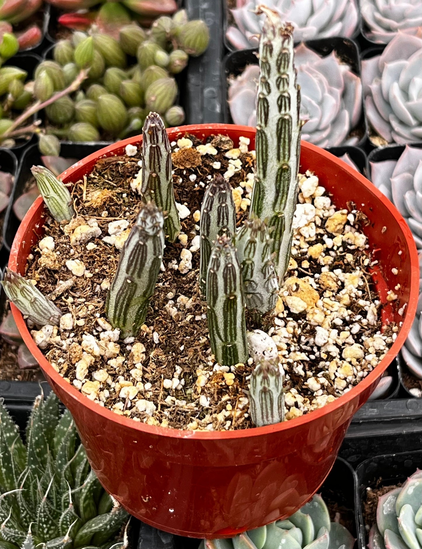 Senecio Stapeliiformis