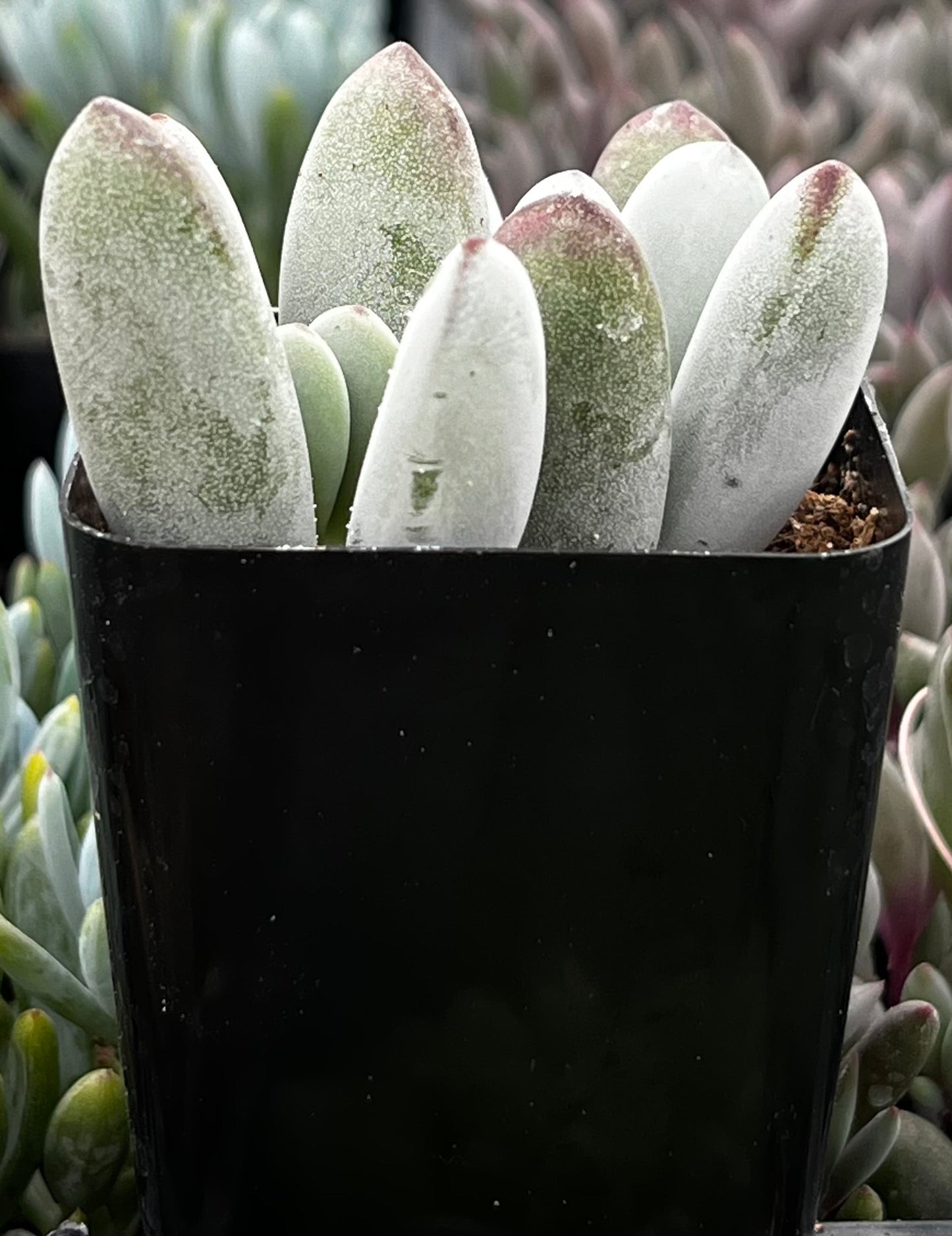 Cotyledon Silver Peak