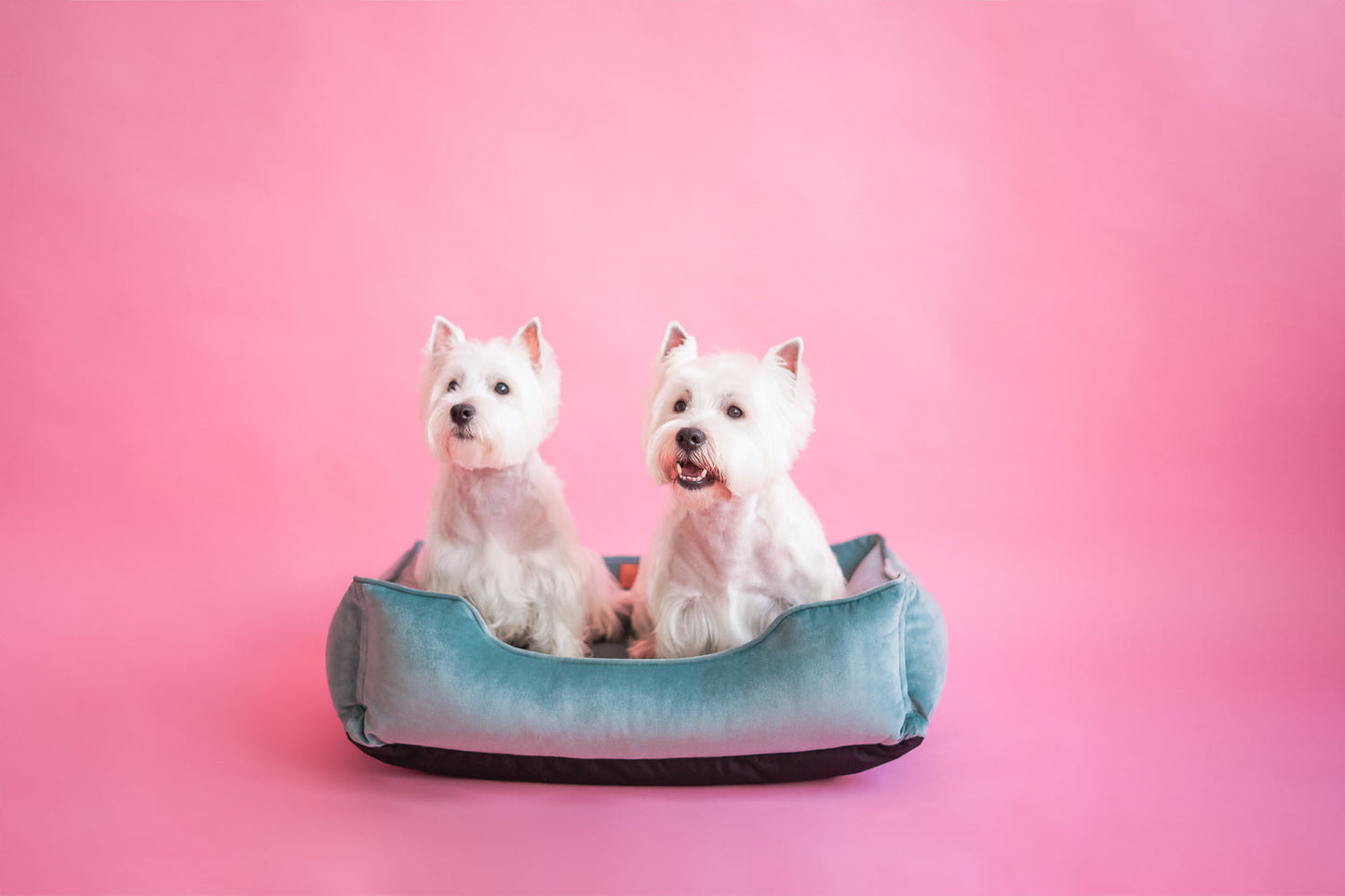 Velvet Dog Bed Dreamer