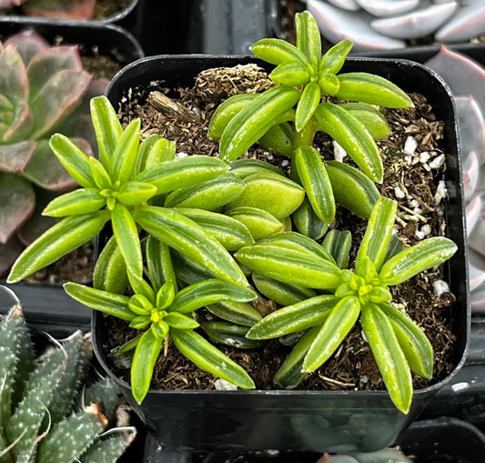 Peperomia Axillaris