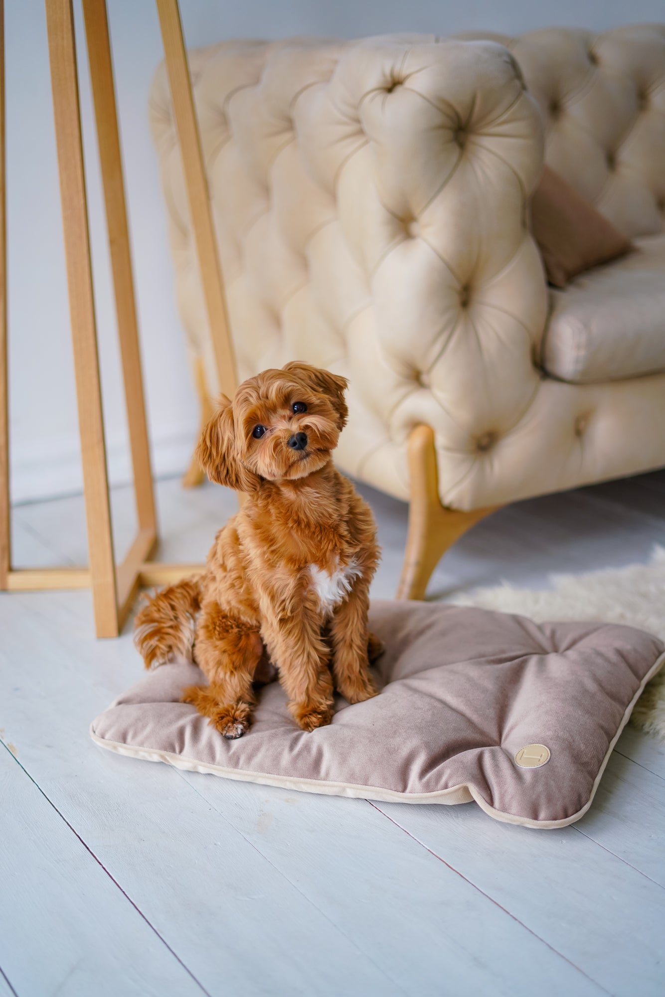 Tomas Pillow for Small Dogs