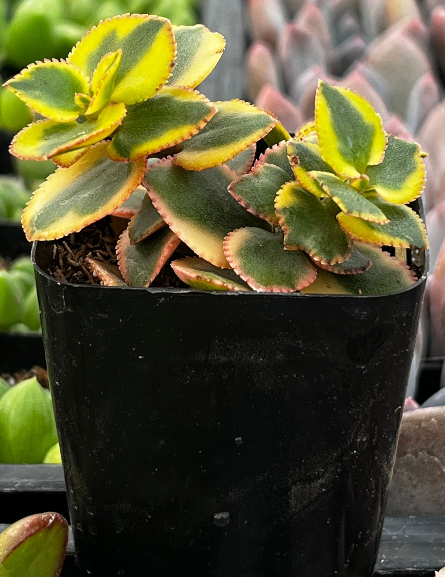 Crassula Sarmentosa
