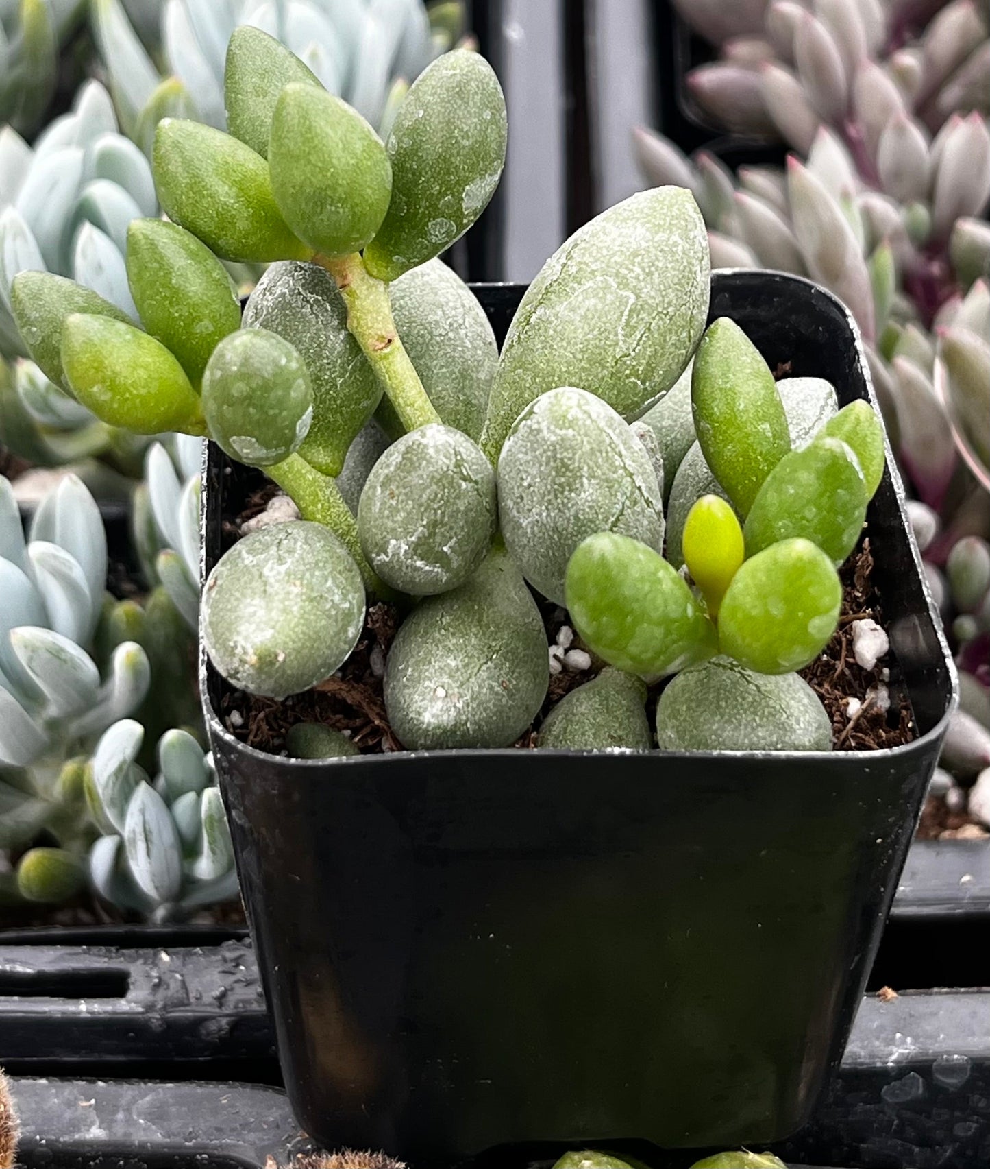 Adromischus Oviforme