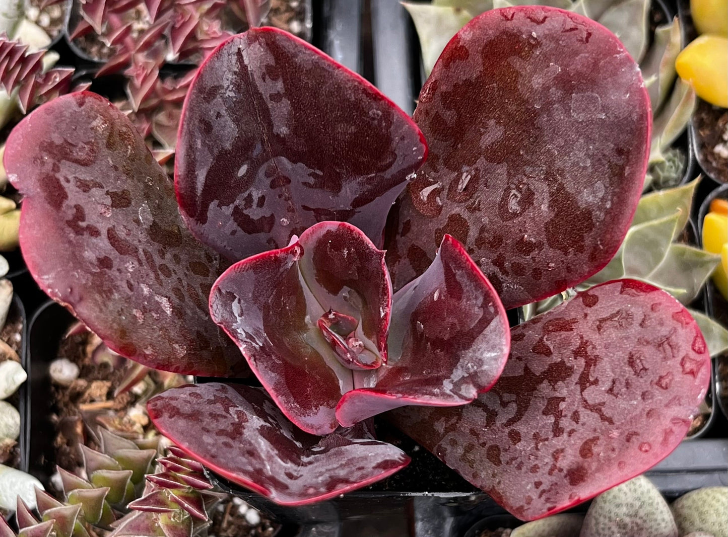 Echeveria Mahogany Rose