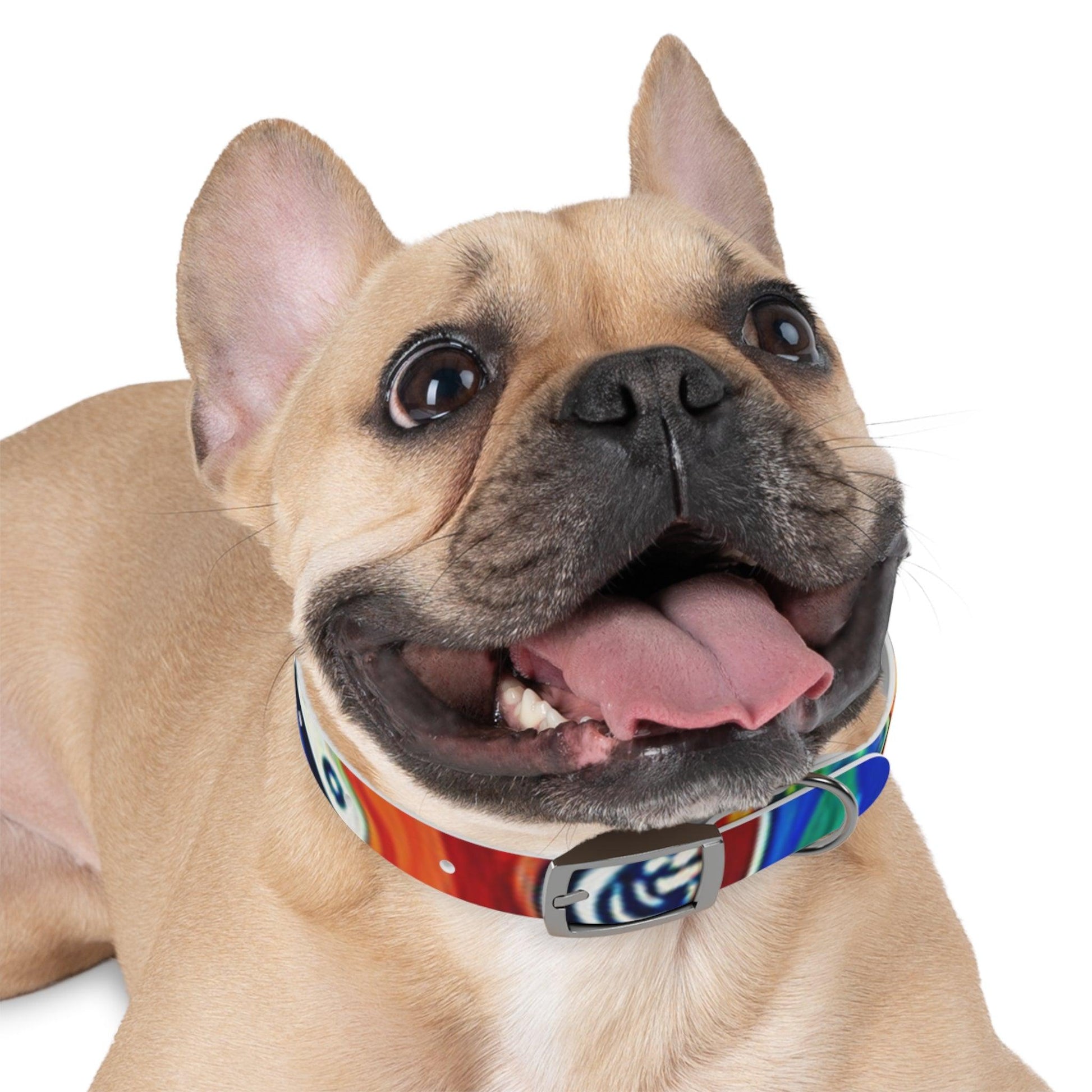 Les Paul Colors Dog Collar - 4 Sizes - Lizard Vigilante