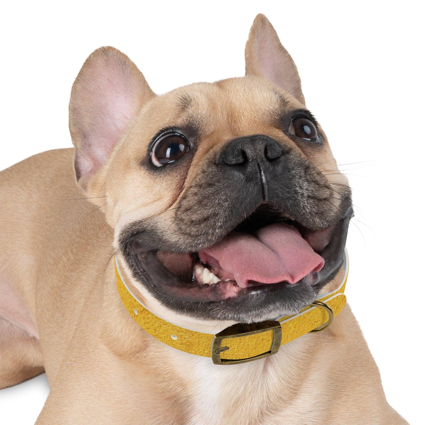 Faux Gold Dog Collar 4 Sizes S-XL - Lizard Vigilante