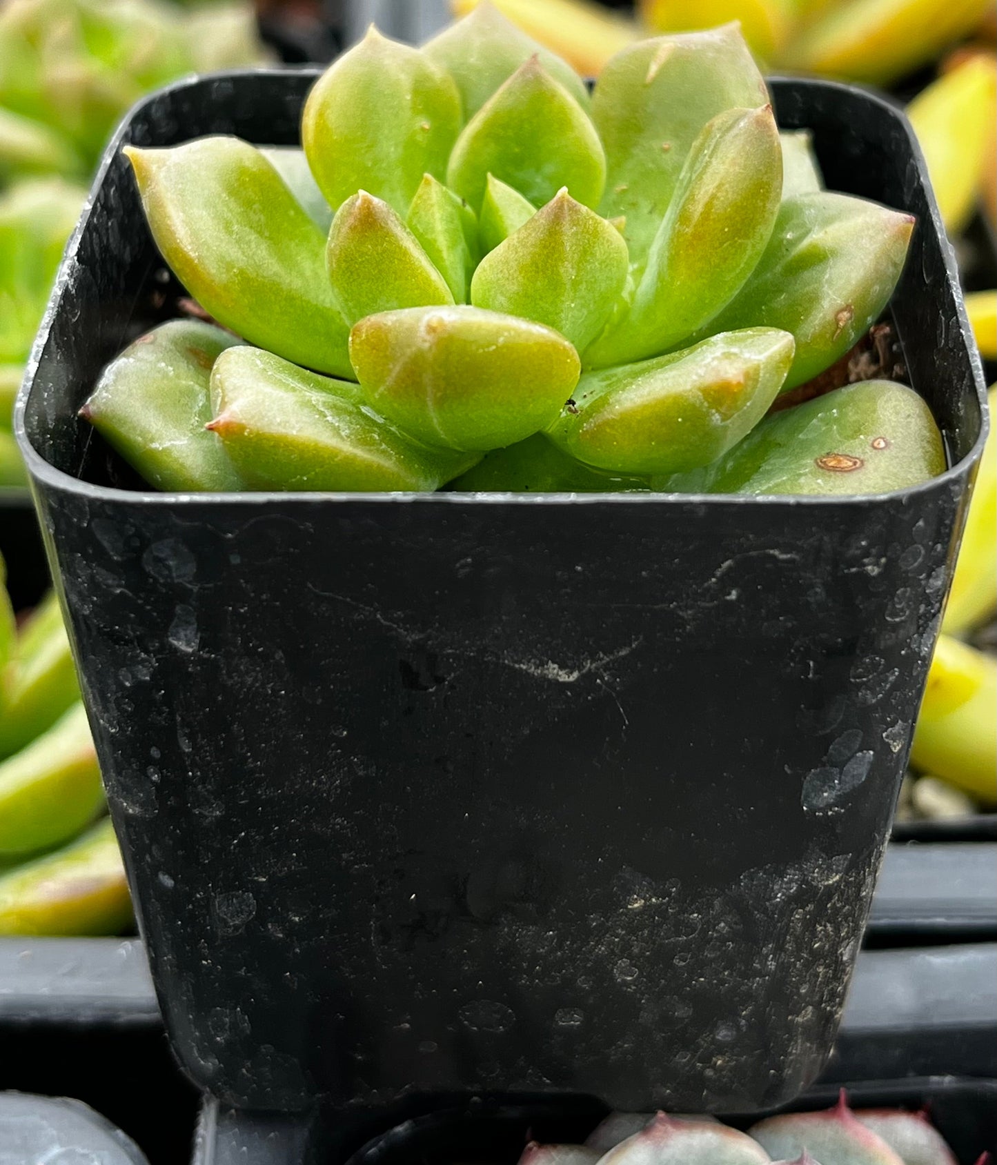 Echeveria 'Sprout n Green'