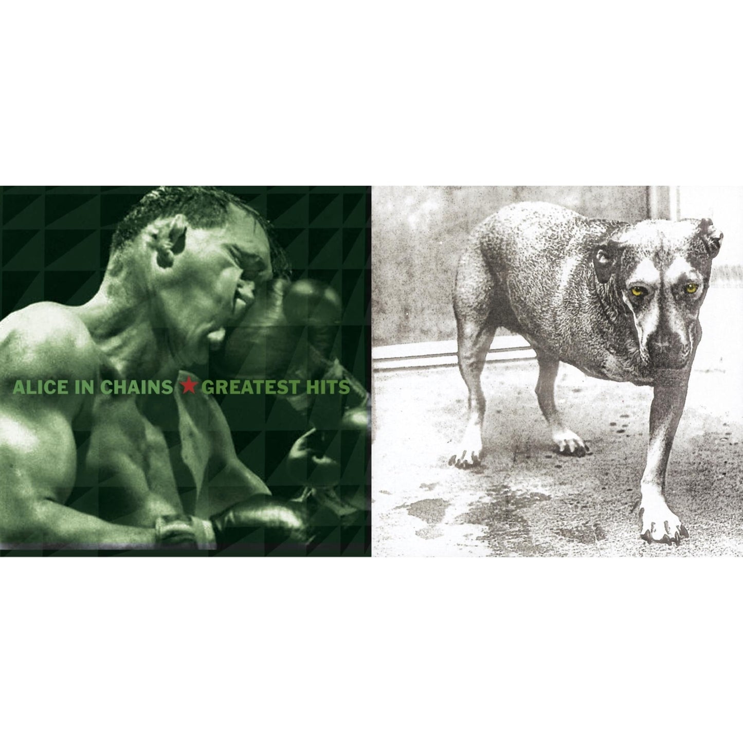 Greatest Hits & Alice In Chains
