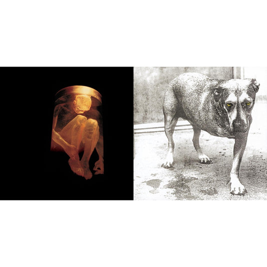 Nothing Safe: Best Of The Box & Alice In Chains