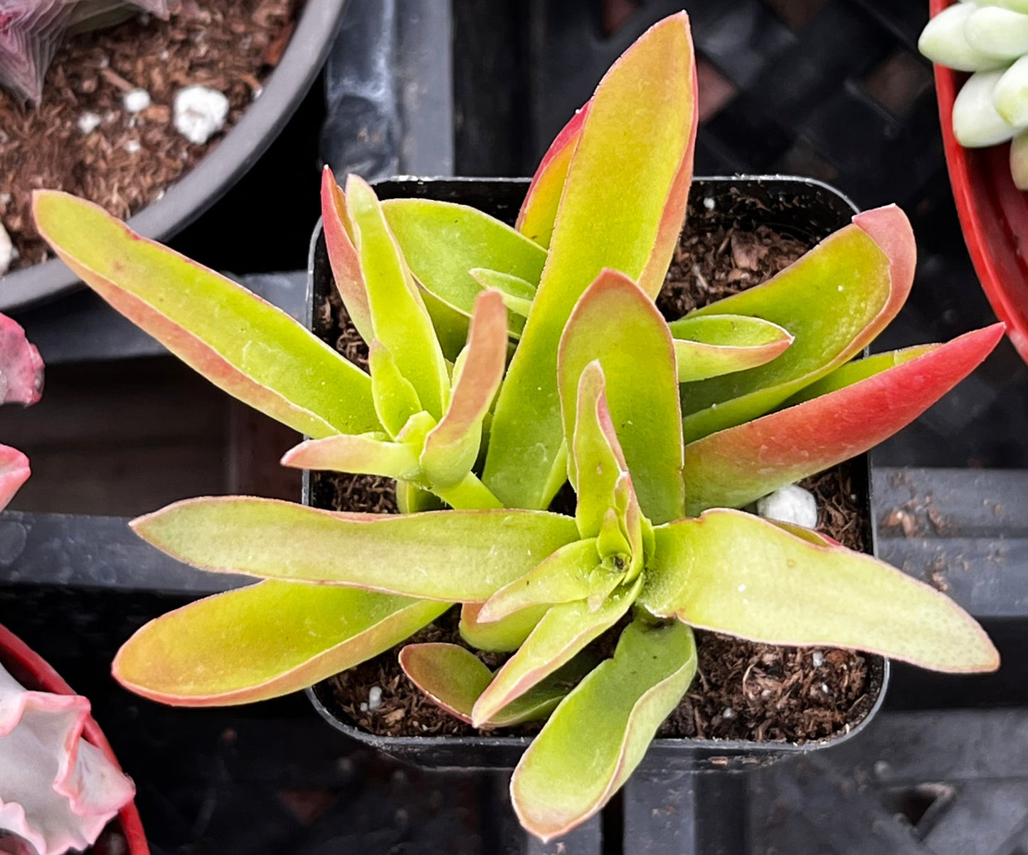 Crassula Capitella Campfire