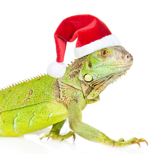 Cute Christmas Hat & Scarf Set for Pets - Perfect for Chickens, Lizards, and Guinea Pigs - Premium pet clothes from Lizard Vigilante - Just $10.88! Shop now at Lizard Vigilante