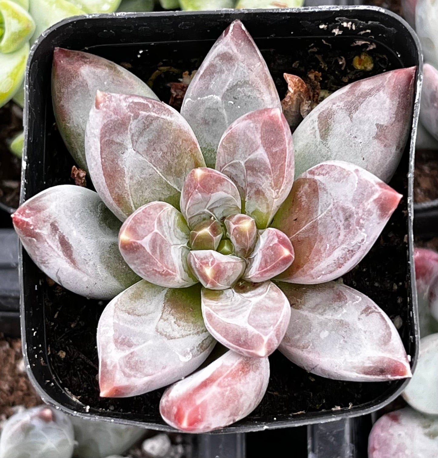Pachyphytum Little Jewel