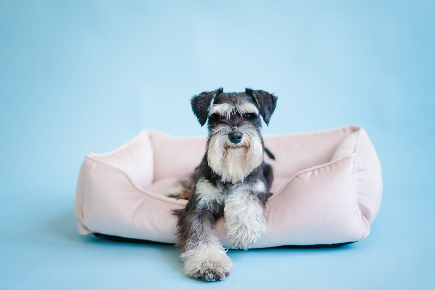 Velvet Dog Bed Dreamer