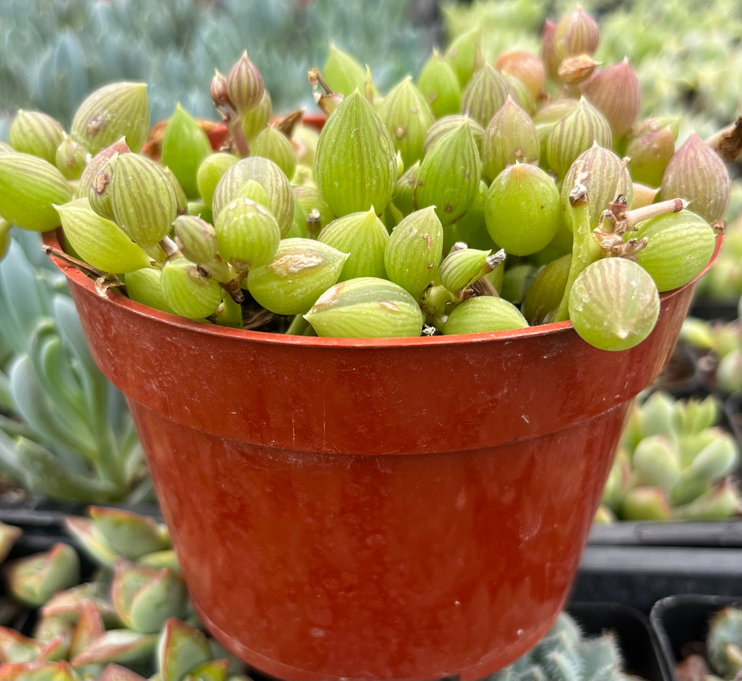 String of Watermelons