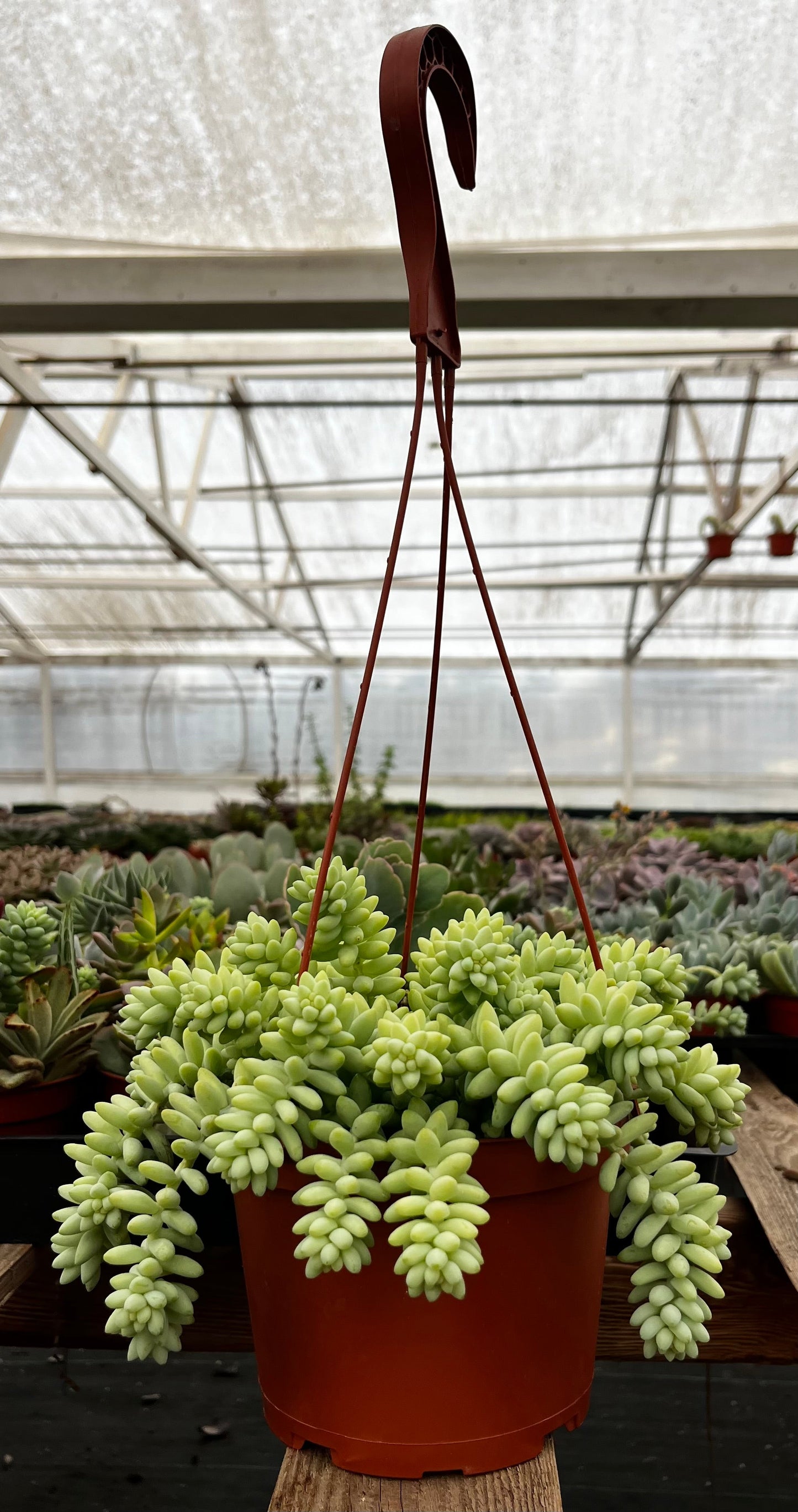 Sedum Donkey's Tail
