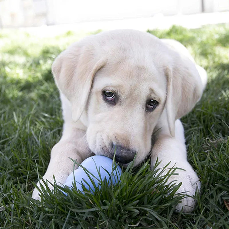 KONG Puppy Natural Teething Rubber Chew Toy with Treat Options – XS to L - Premium  from Lizard Vigilante - Just $17.99! Shop now at Lizard Vigilante