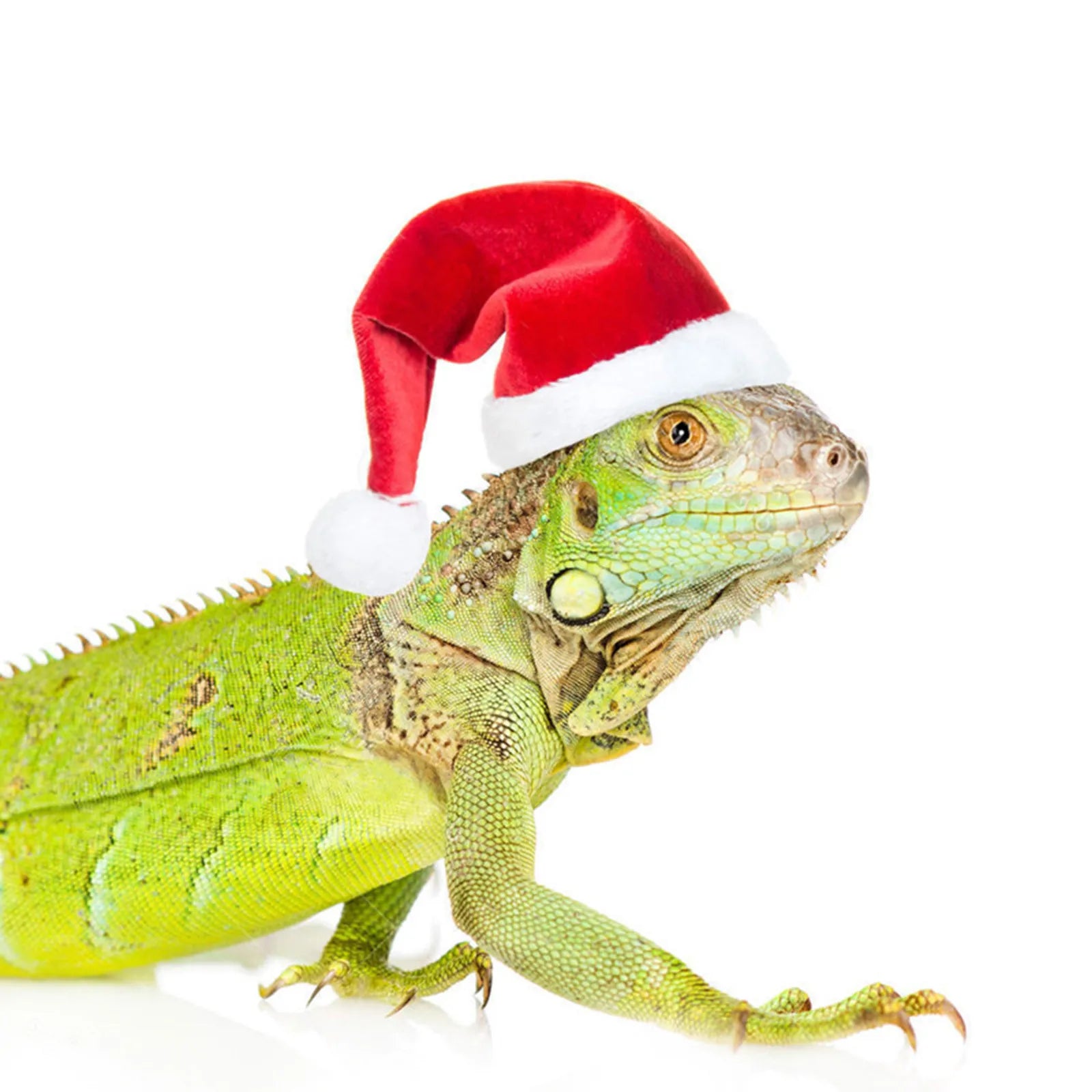 Cute Christmas Hat & Scarf Set for Pets - Perfect for Chickens, Lizards, and Guinea Pigs - Premium pet clothes from Lizard Vigilante - Just $10.88! Shop now at Lizard Vigilante