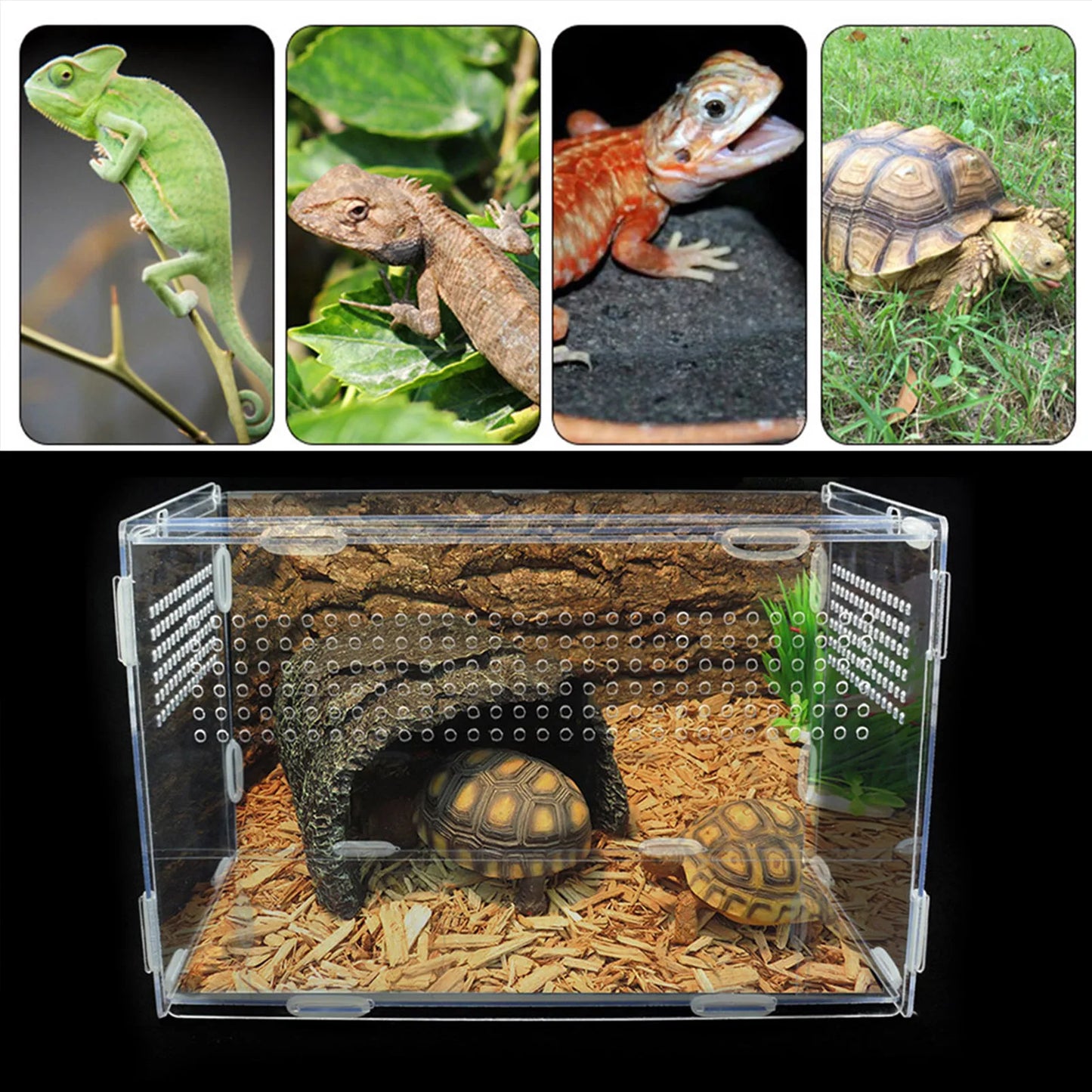 Transparent Acrylic Reptile Breeding Box – Vivarium for Small Reptiles and Insects - Premium breeding box from Lizard Vigilante - Just $19.99! Shop now at Lizard Vigilante