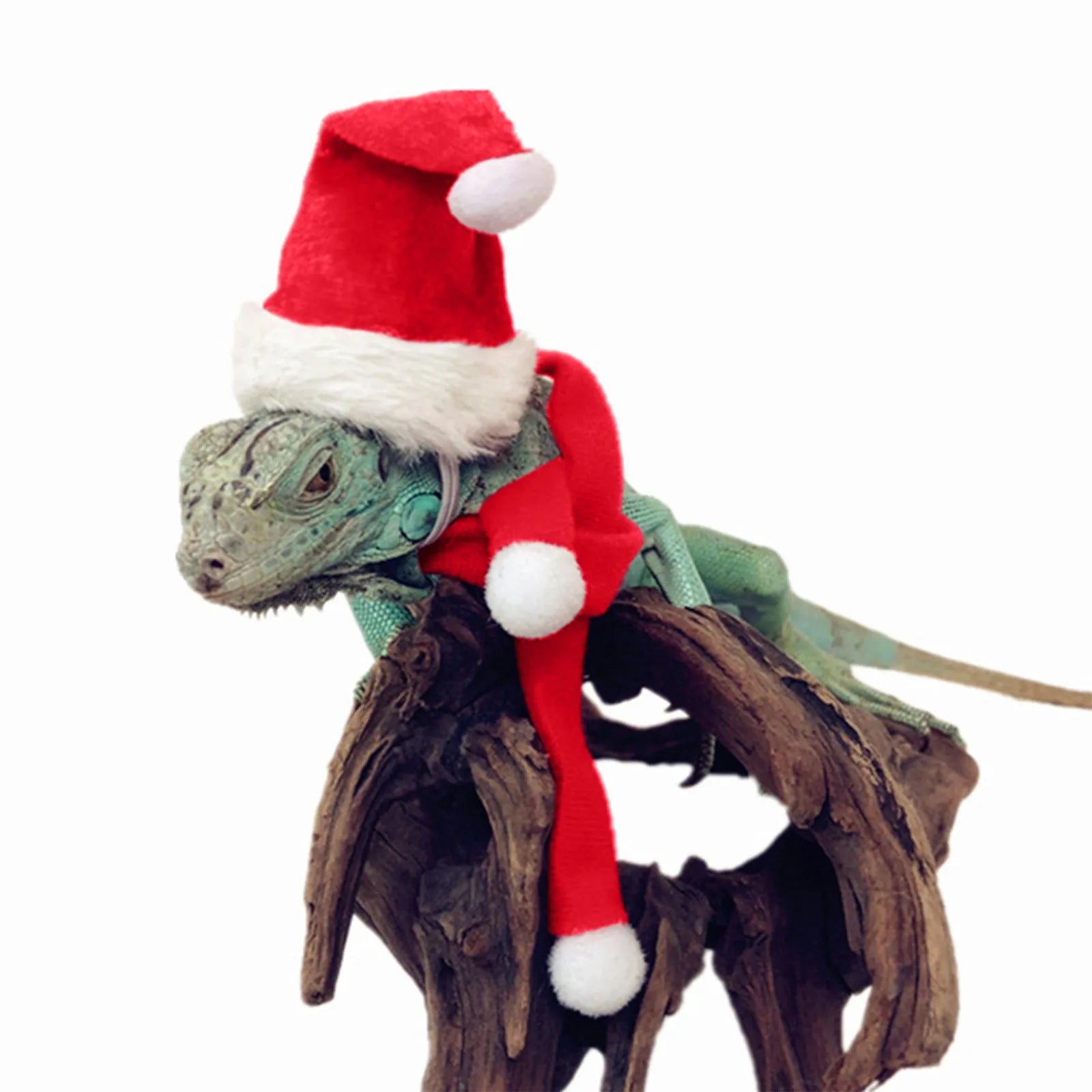 Cute Christmas Hat & Scarf Set for Pets - Perfect for Chickens, Lizards, and Guinea Pigs - Premium pet clothes from Lizard Vigilante - Just $10.88! Shop now at Lizard Vigilante