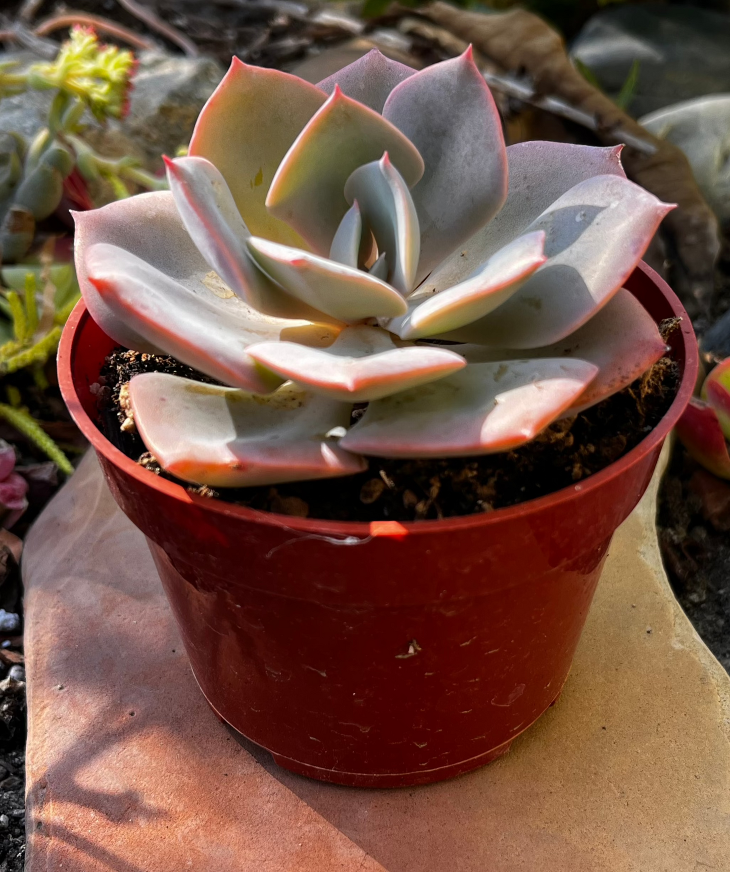 Echeveria Dusty Rose