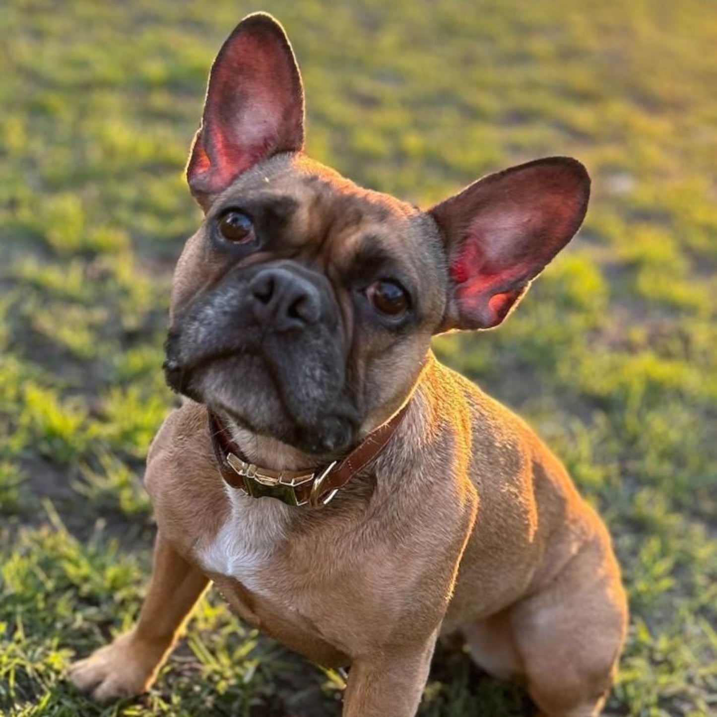 Stylish Leather AirTag Dog Collar - Purple - Davie