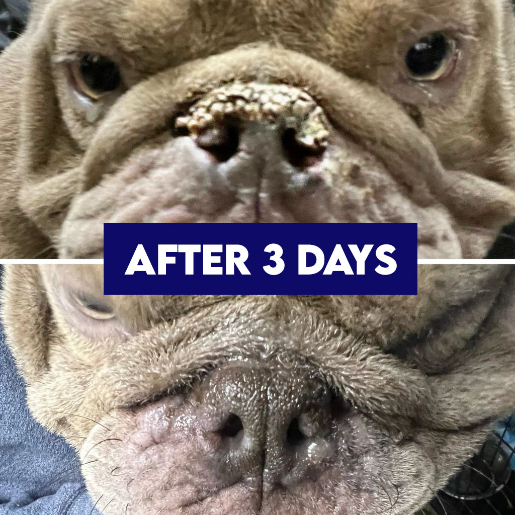 Ruff Nose Pet Nose Repair Balm