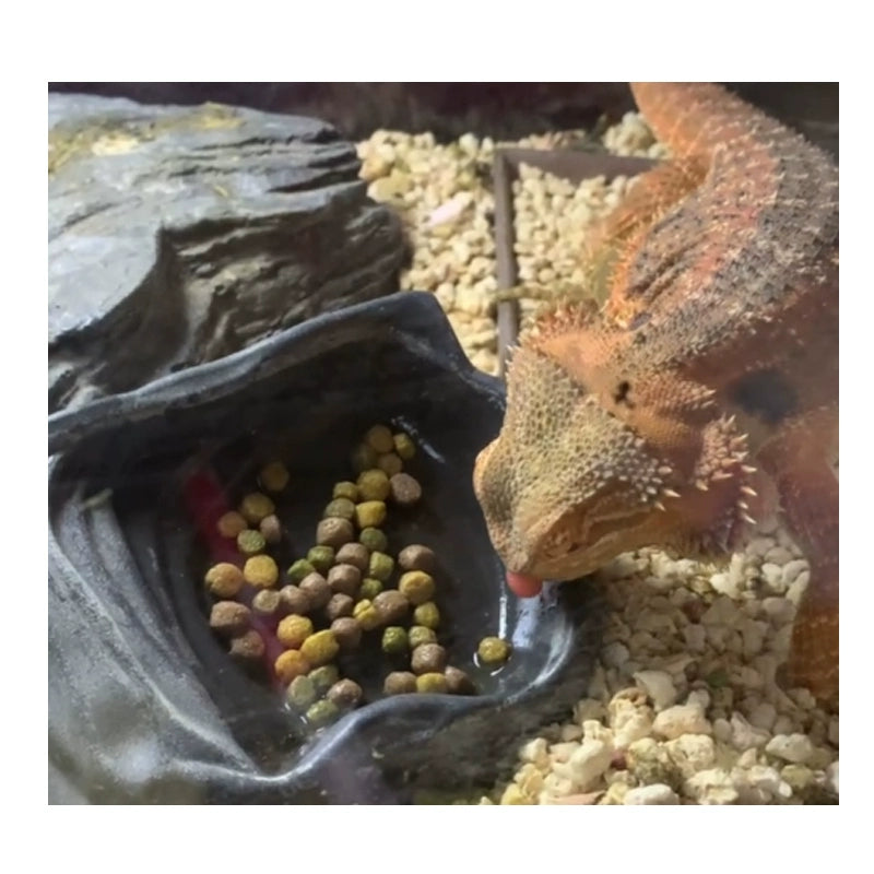 Knowing Nuoyin Nutrition Mane Lion Grain Particle Feed Suitable for All-Food Lizard Food Containing Insect Powder Fruit and Vegetable - Premium Lizard Food from Lizard Vigilante - Just $5.99! Shop now at Lizard Vigilante