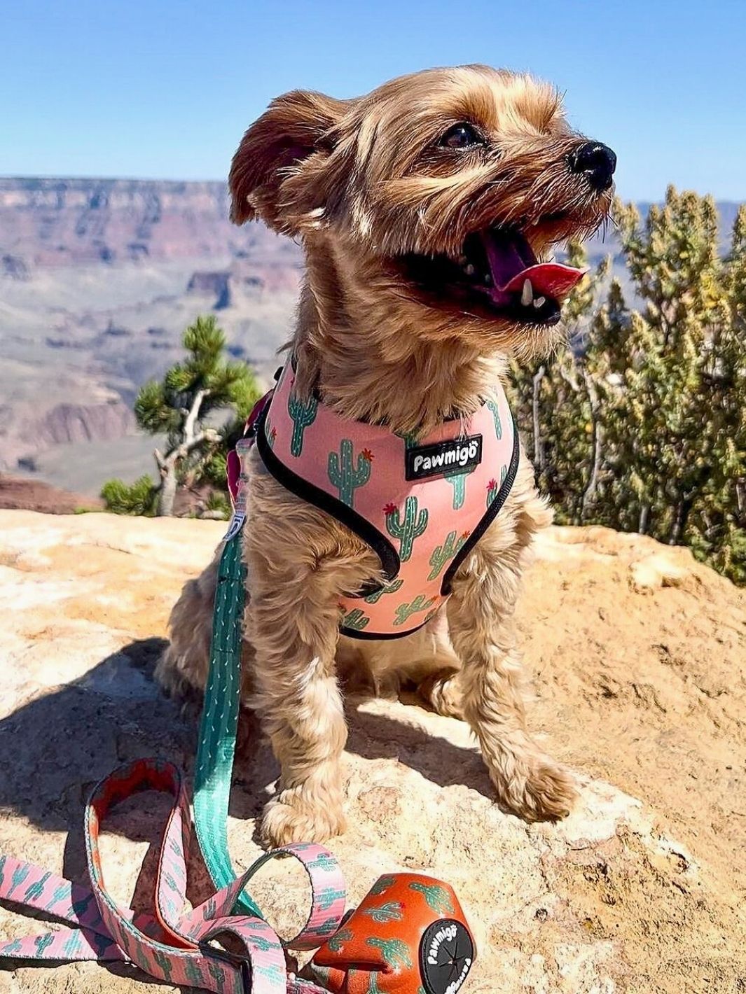 Succa For You Desert Outlaw Reversible Harness