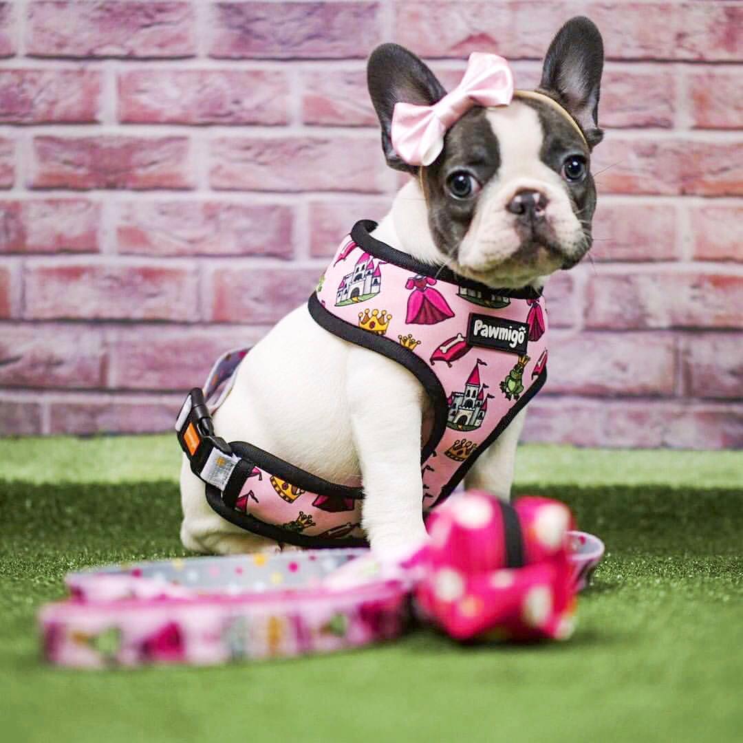 Fairytail Reversible Harness