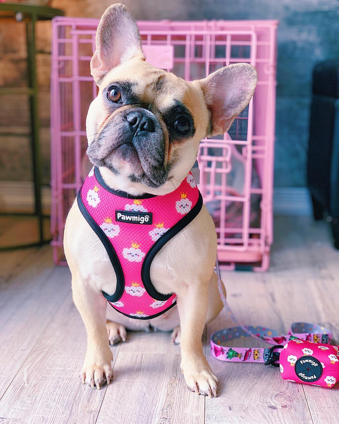 Fairytail Reversible Harness