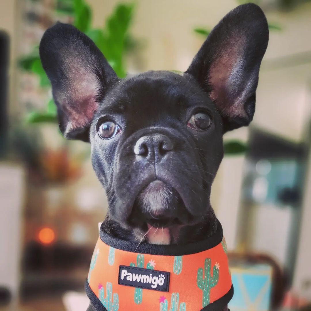 Succa For You Desert Outlaw Reversible Harness