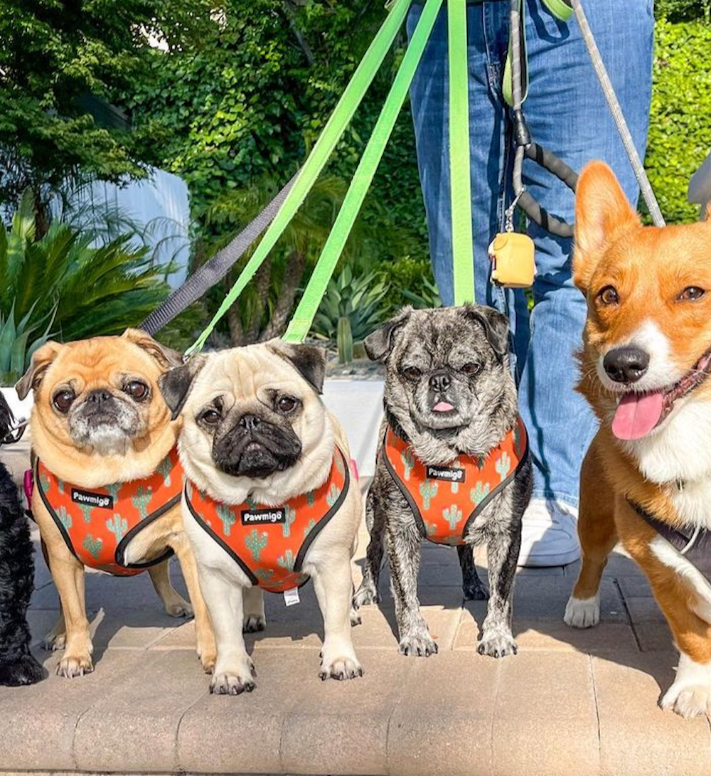 Succa For You Desert Outlaw Reversible Harness