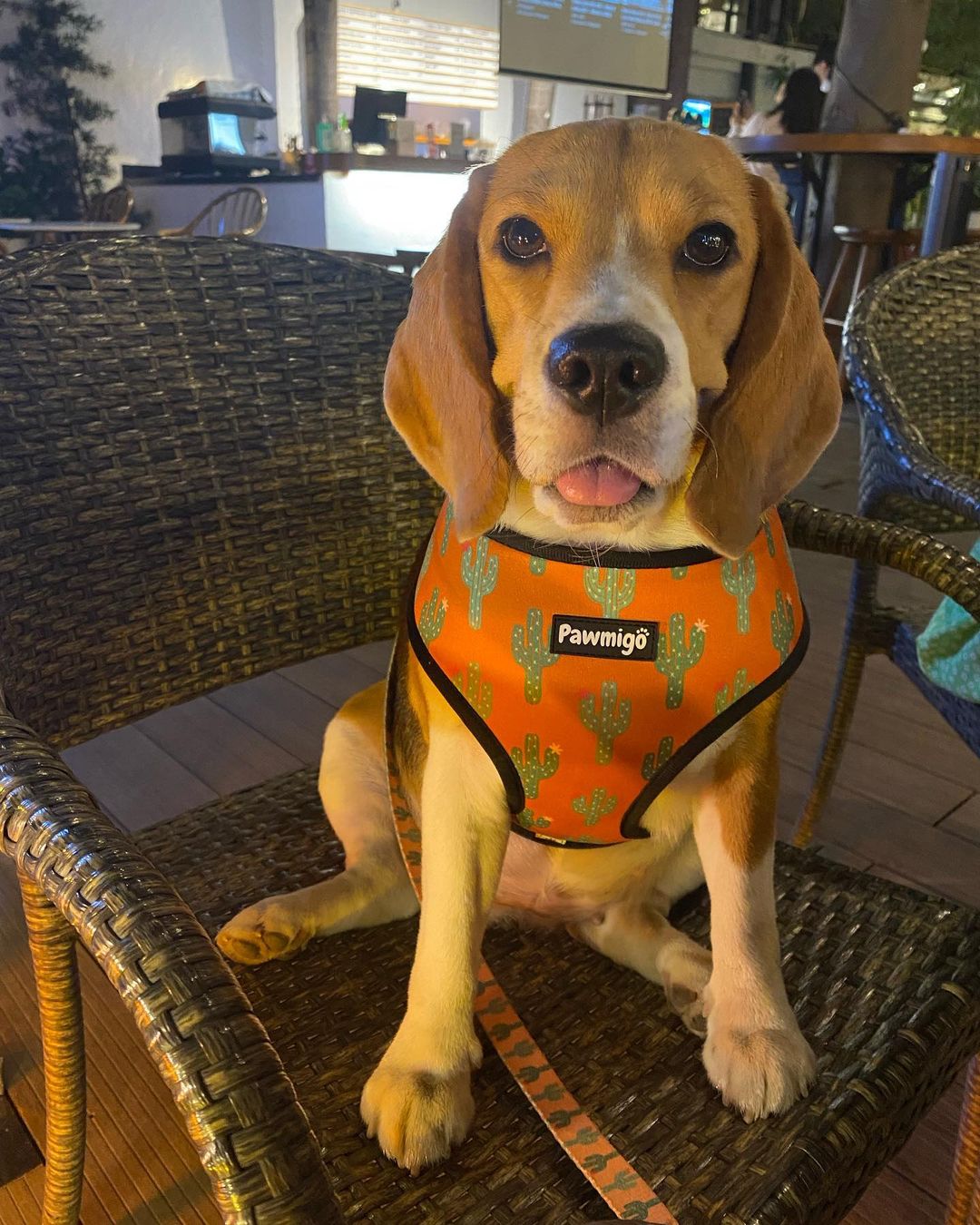 Succa For You Desert Outlaw Reversible Harness