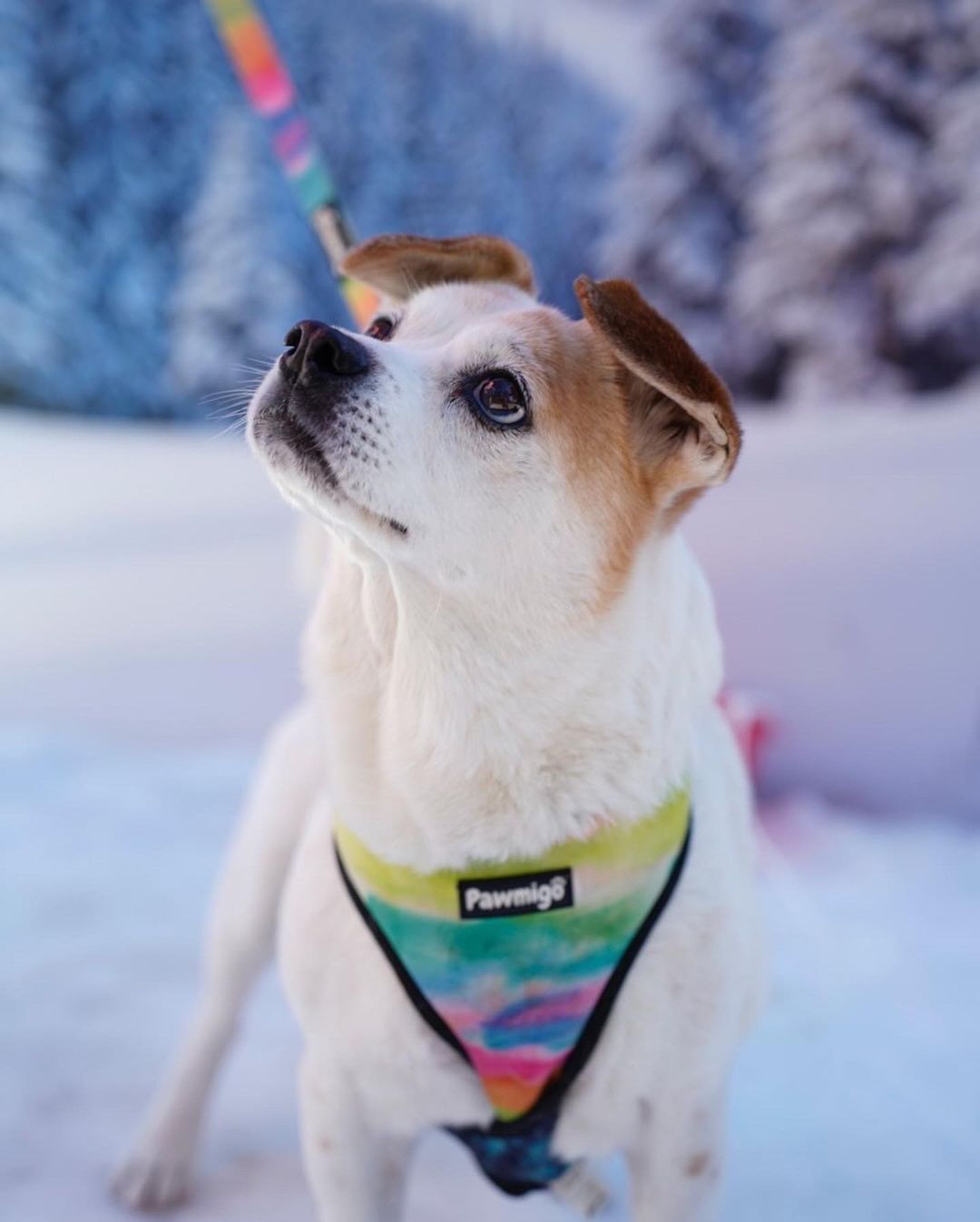 Dog wearing a colorful harness in a snowy landscape