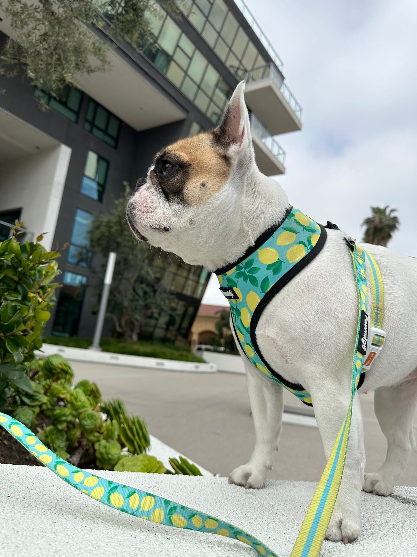 Worth The Squeeze Reversible Harness: Citrus Rampage Tour Edition