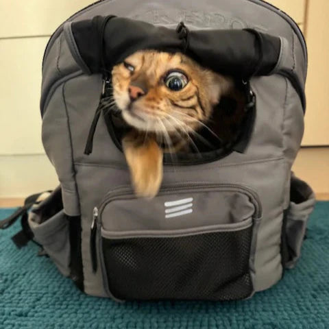 ROCKBROS Folding Bike Pet Bag  Backpack