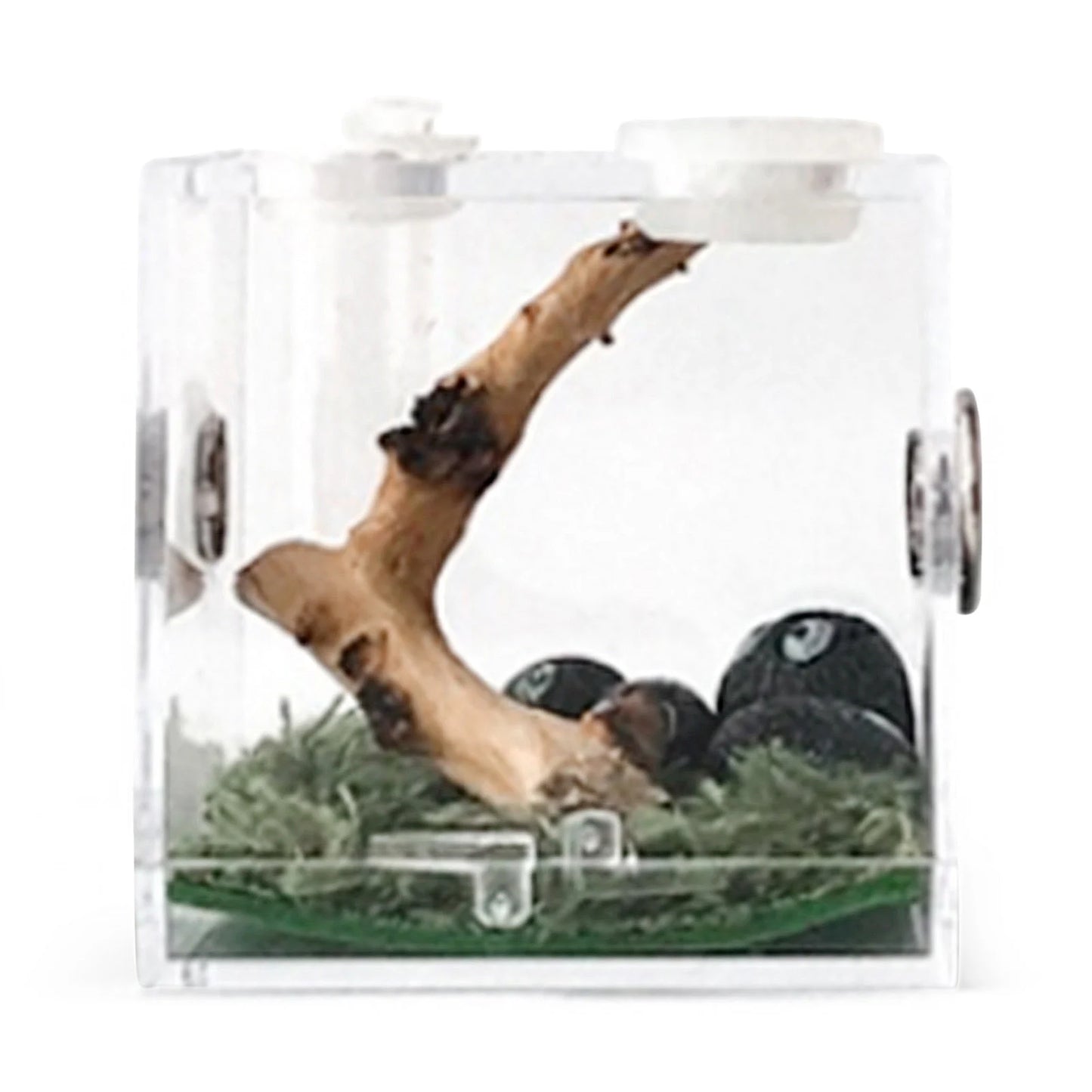 Reptile Breeding Box – Acrylic Terrarium Cage for Insects - Premium breeding box from Lizard Vigilante - Just $11.99! Shop now at Lizard Vigilante